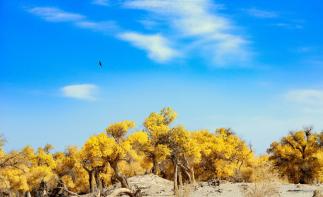 兰州集合青海7日自驾游：翡翠湖-水上雅丹-格尔木胡杨林-冷龙岭7日金秋青海自驾游自驾游