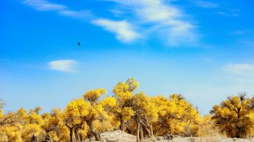 兰州集合青海7日自驾游：翡翠湖-水上雅丹-格尔木胡杨林-冷龙岭7日金秋青海自驾游-推荐