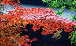 广东出发江西6天自驾游：婺源-三清山-景德镇-瑞金6天江西休闲自驾游自驾游