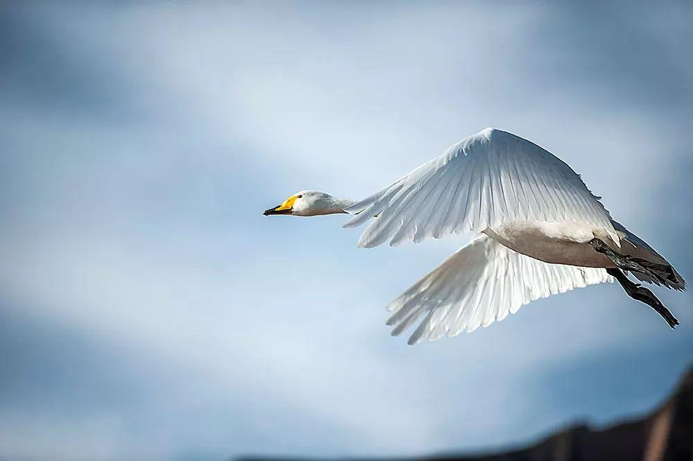 济南周边3日亲子自驾游：天鹅湖-稀有动物园-牟氏庄园-养生温泉3日休闲自驾游自驾游