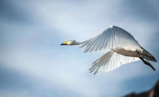 濟(jì)南周邊3日親子自駕游：天鵝湖-稀有動(dòng)物園-牟氏莊園-養(yǎng)生溫泉3日休閑自駕游自駕游