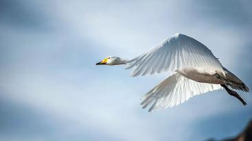 济南周边3日亲子自驾游：天鹅湖-稀有动物园-牟氏庄园-养生温泉3日休闲自驾游-推荐