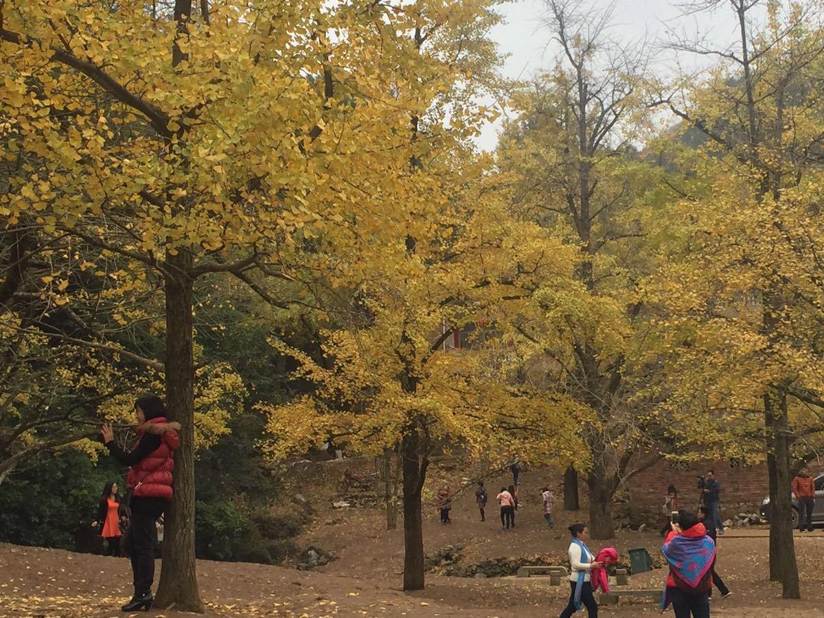 广东出发桂林贺州3日自驾游：德庆贡柑-桂林恭城柿子节-海洋乡银杏-千年古镇3日自驾自驾游