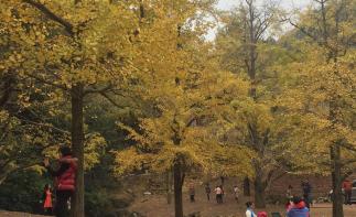 廣東出發(fā)桂林賀州3日自駕游：德慶貢柑-桂林恭城柿子節(jié)-海洋鄉(xiāng)銀杏-千年古鎮(zhèn)3日自駕自駕游