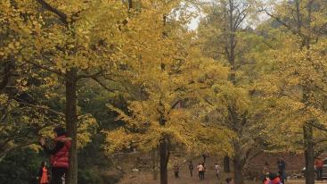 广东出发桂林贺州3日自驾游：德庆贡柑-桂林恭城柿子节-海洋乡银杏-千年古镇3日自驾-推荐