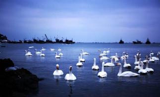 北京出發(fā)山東5日自駕：蓬萊閣-養(yǎng)馬島-煙墩角-青州古城日自駕自駕游