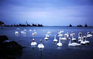 北京出發(fā)山東5日自駕：蓬萊閣-養(yǎng)馬島-煙墩角-青州古城日自駕-游推薦