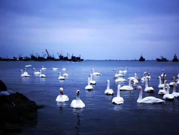 北京出發(fā)山東5日自駕：蓬萊閣-養(yǎng)馬島-煙墩角-青州古城日自駕