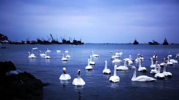 北京出发山东5日自驾：蓬莱阁-养马岛-烟墩角-青州古城日自驾-推荐