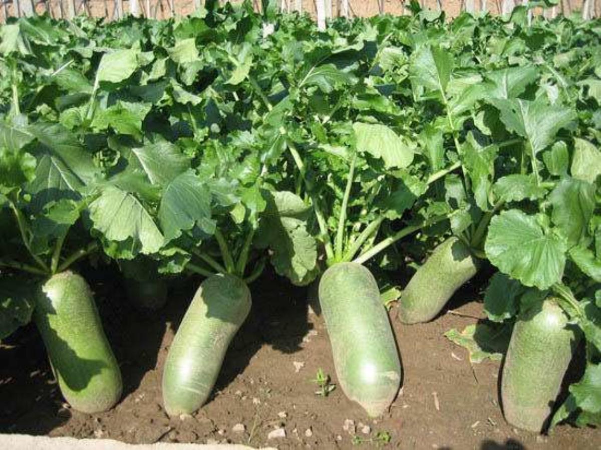 北京出发天津2日自驾游：柳青古镇-拔沙窝萝卜-吃沧州火锅鸡2日自驾游自驾游