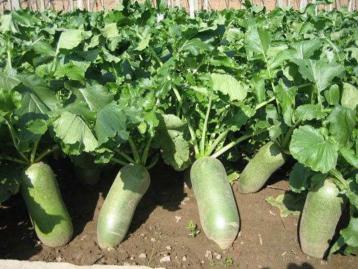 北京出发天津2日自驾游：柳青古镇-拔沙窝萝卜-吃沧州火锅鸡2日自驾游