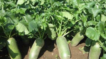 北京出发天津2日自驾游：柳青古镇-拔沙窝萝卜-吃沧州火锅鸡2日自驾游-推荐