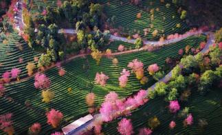 重庆出发云南6日自驾游：无量山樱花谷-大理古城-洱海-斗南花市6天自驾游自驾游