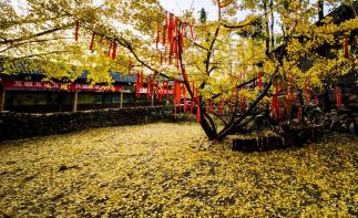 重慶出發(fā)騰沖7日自駕游：銀杏村-大理-洱海-勐煥-斗南花市7日云南自駕游自駕游