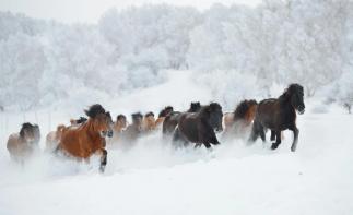 天津集合內(nèi)蒙古烏蘭布統(tǒng)3日自駕游：烏蘭布統(tǒng)-野穿無(wú)人區(qū)-塞罕壩3日體驗(yàn)冰雪天地自駕游