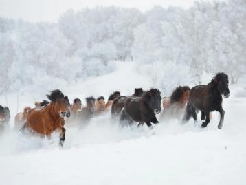 天津集合內(nèi)蒙古烏蘭布統(tǒng)3日自駕游：烏蘭布統(tǒng)-野穿無人區(qū)-塞罕壩3日體驗(yàn)冰雪天地