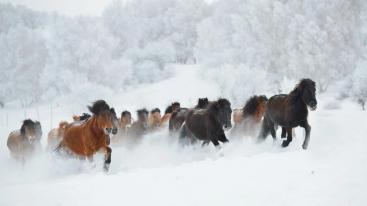 天津集合内蒙古乌兰布统3日自驾游：乌兰布统-野穿无人区-塞罕坝3日体验冰雪天地-推荐