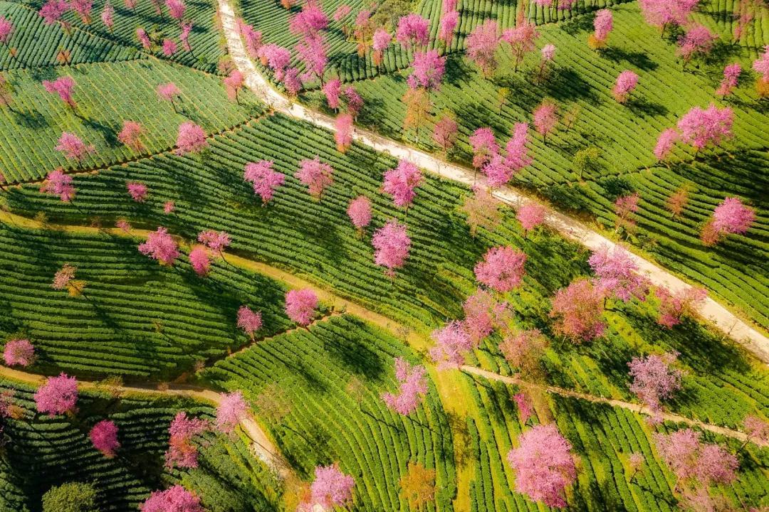 山东出发落地云南8日游：昆明-大理古城-和顺古城-洱海-火山公园-银杏村-樱花谷美景赏析自驾游自驾游