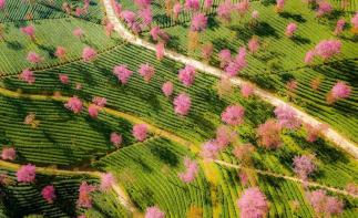 山东出发落地云南8日游：昆明-大理古城-和顺古城-洱海-火山公园-银杏村-樱花谷美景赏析自驾游自驾游