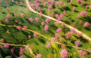 山东出发落地云南8日游：昆明-大理古城-和顺古城-洱海-火山公园-银杏村-樱花谷美景赏析自驾游-游推荐