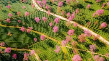 山东出发落地云南8日游：昆明-大理古城-和顺古城-洱海-火山公园-银杏村-樱花谷美景赏析自驾游-推荐