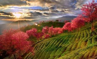 昆明集合云南8日落地自駕游：無(wú)量冬櫻花-大理古城-翁丁原始部落-西雙版納8日休閑自駕游自駕游