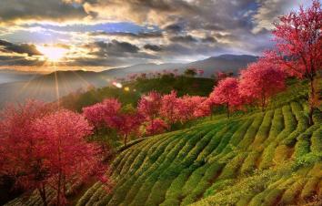 昆明集合云南8日落地自驾游：无量冬樱花-大理古城-翁丁原始部落-西双版纳8日休闲自驾游-游推荐