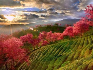 昆明集合云南8日落地自驾游：无量冬樱花-大理古城-翁丁原始部落-西双版纳8日休闲自驾游