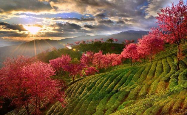 昆明集合云南8日落地自驾游：无量冬樱花-大理古城-翁丁原始部落-西双版纳8日休闲自驾游