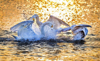 北京出發(fā)山東煙臺(tái)3日自駕游：海岸線最東端-煙墩角觀天鵝-養(yǎng)馬島風(fēng)光3日休閑自駕游 自駕游