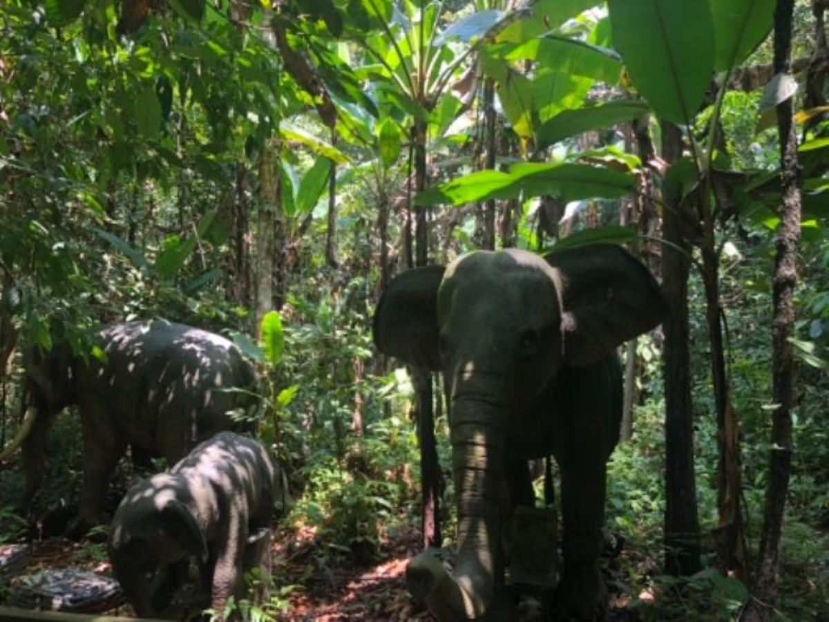 全国出发云南落地6日自驾游：望天树-傣族园-曼听公园6日房车自驾游自驾游