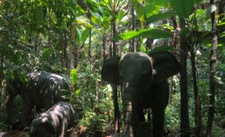 全国出发云南落地6日自驾游：望天树-傣族园-曼听公园6日房车自驾游自驾游