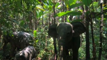 全国出发云南落地6日自驾游：望天树-傣族园-曼听公园6日房车自驾游-推荐