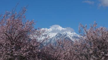 全国出发林芝桃花17日自驾：川藏南线318-波密噶拉桃花沟-雅鲁藏布大峡谷-羊湖-纳木错17日自驾游-推荐