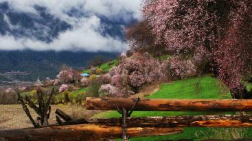 成都出发林芝桃花14日自驾：川藏南线-桃花沟-鲁朗-布宫-大昭寺-羊湖-纳木错14日环线自驾-推荐