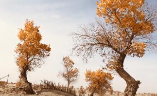 烏魯木齊集合南疆11天大環(huán)線：胡楊林-喀什老城-塔克拉瑪干沙漠-和田11天落地自駕游自駕游