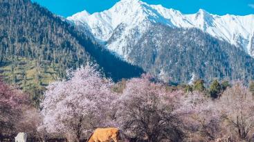 成都出发19日川藏线自驾游：金川梨花-林芝桃花-川藏南北线19日自驾-推荐