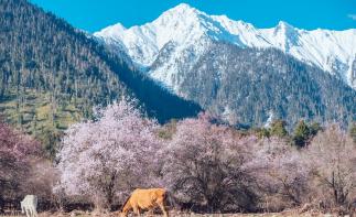 成都出發(fā)貴州5日自駕游：興義萬(wàn)峰林-羅平油菜花-東川紅土地5日賞花自駕自駕游