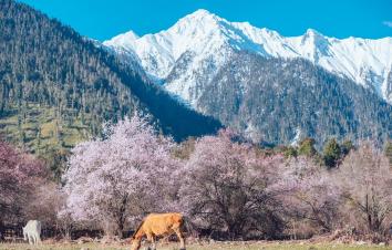 成都出发贵州5日自驾游：兴义万峰林-罗平油菜花-东川红土地5日赏花自驾-游推荐