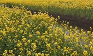 北京出發(fā)江蘇5日自駕游：臺兒莊古城-李中水上森林公園-千垛5日自駕游自駕游