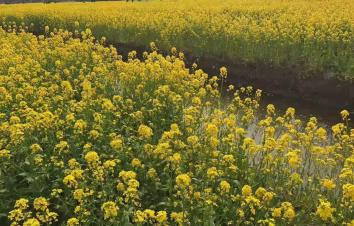 北京出发江苏5日自驾游：台儿庄古城-李中水上森林公园-千垛5日自驾游-游推荐