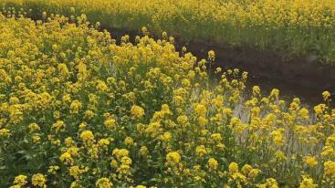 北京出发江苏5日自驾游：台儿庄古城-李中水上森林公园-千垛5日自驾游-推荐