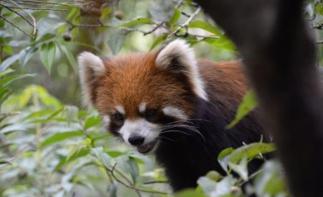 全国出发云南8日落地房车自驾游：普洱-西双版纳-傣族村8日落地自驾自驾游