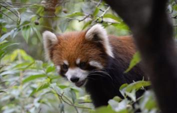 全国出发云南8日落地房车自驾游：普洱-西双版纳-傣族村8日落地自驾-游推荐