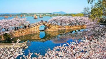 山东出发江南赏花4日游 ：兴化跺田花海-鼋头渚赏樱花-拈花湾禅意小镇4日自驾游-推荐