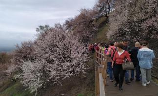 乌鲁木齐集合西疆伊犁杏花节7日自驾游：赛里木湖-吐尔根杏花沟-那拉提7日新疆自驾游自驾游