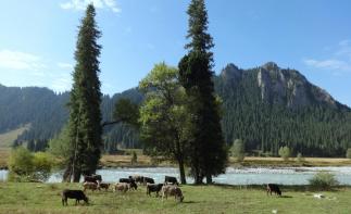 烏魯木齊起止北疆伊犁13日落地自駕：可可托海-喀納斯-禾木-賽里木湖-伊昭公路-喀拉峻-獨庫北線13自駕游