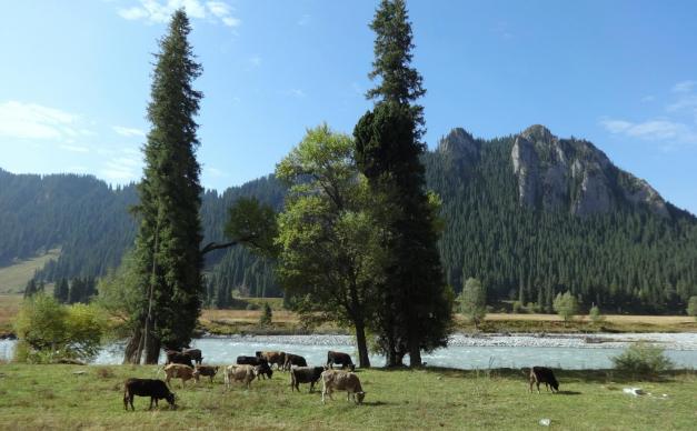 乌鲁木齐起止北疆伊犁13日落地自驾：可可托海-喀纳斯-禾木-赛里木湖-伊昭公路-喀拉峻-独库北线13日环线