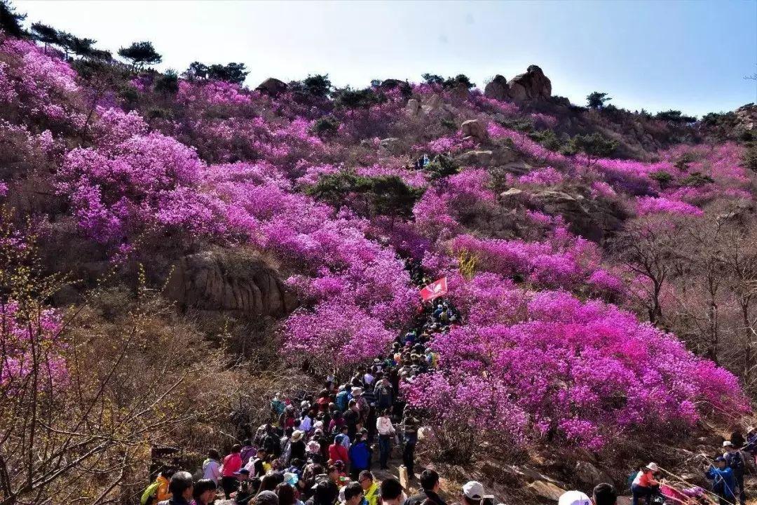 济南出发青岛2日自驾游：西海岸大珠山-唐岛湾赏花休闲2日山东周末自驾游自驾游