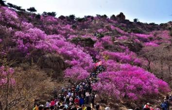 济南出发青岛2日自驾游：西海岸大珠山-唐岛湾赏花休闲2日山东周末自驾游-游推荐